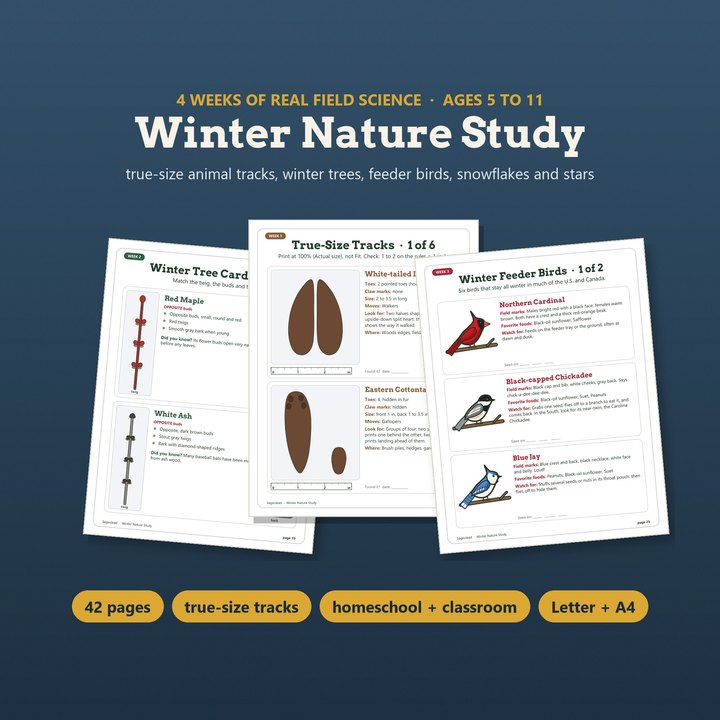 Winter nature study pages with true-size deer tracks, a winter tree card and feeder birds