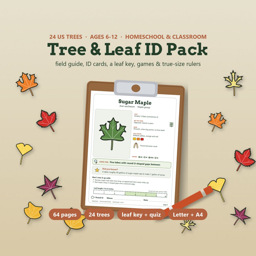 Sagestead Tree & Leaf ID Pack: a sugar maple field guide page on a clipboard among fall leaves