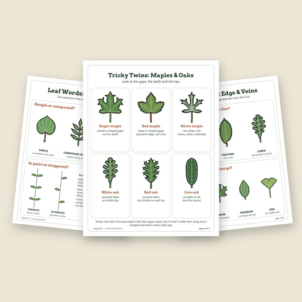 The free leaf ID cheat sheet: Leaf Words pages for leaf shape, edges and veins, and a Tricky Twins page for maples and oaks